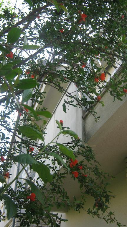 Grzunov Apartament *
